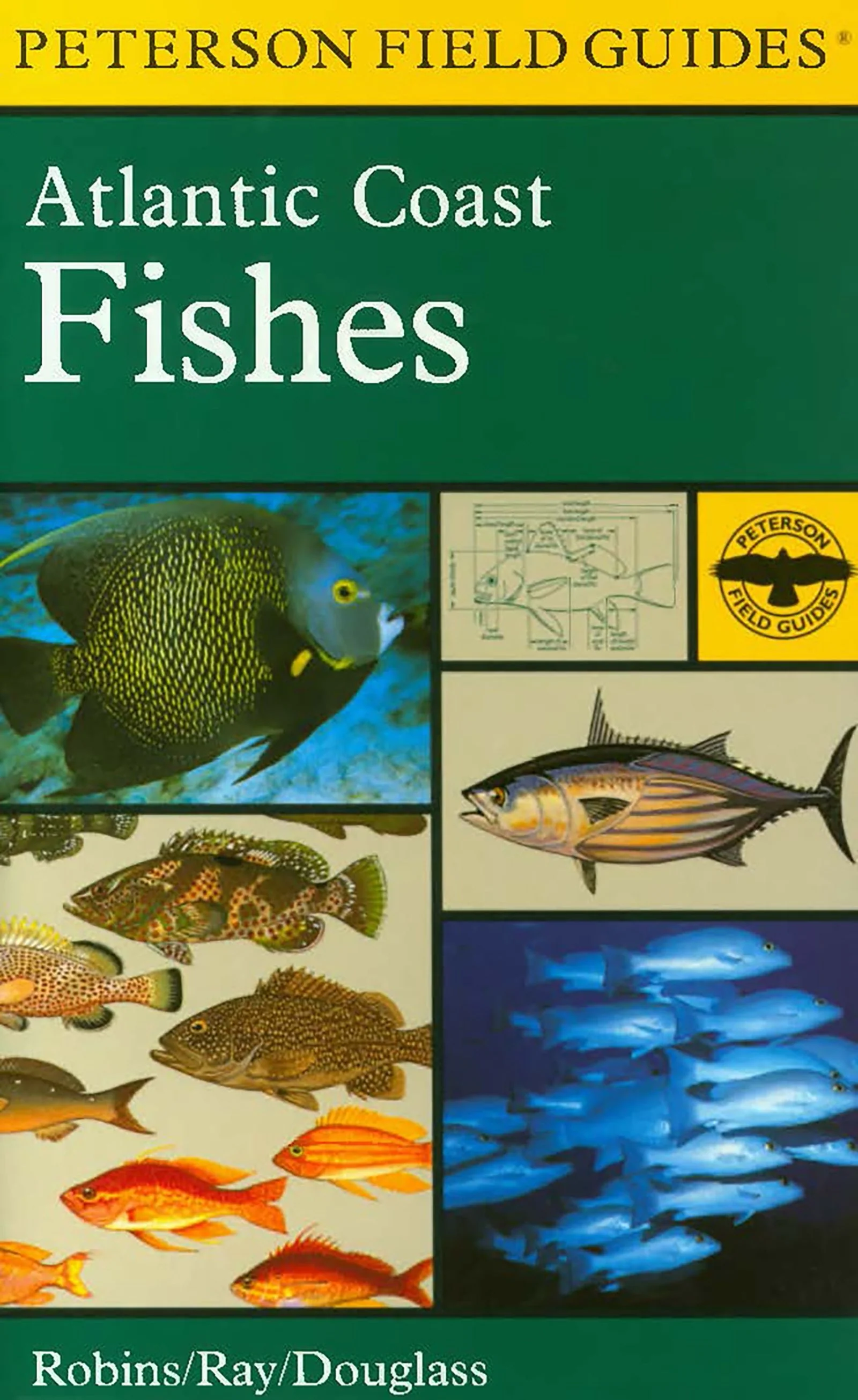 A Field Guide To Atlantic Coast Fishes