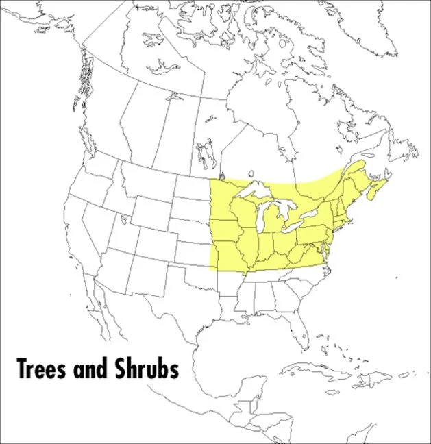 A Peterson Field Guide To Trees And Shrubs