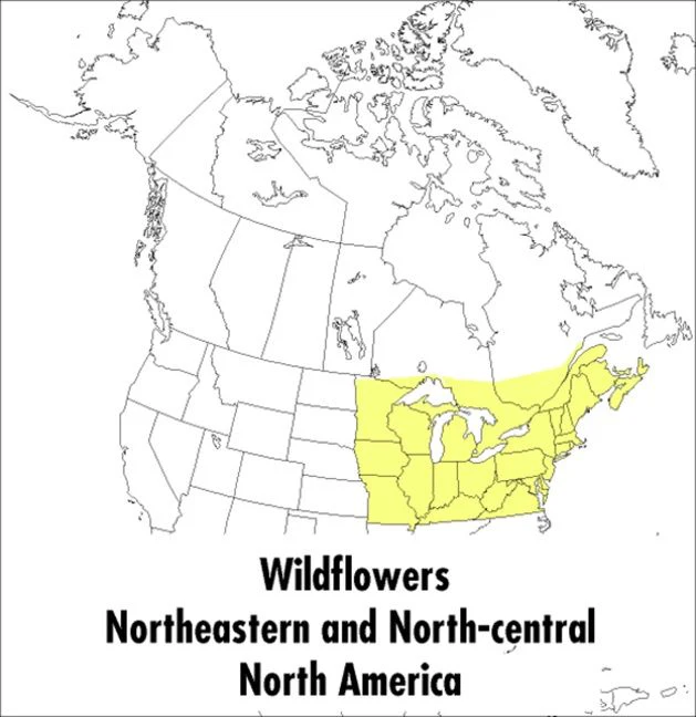 A Peterson Field Guide To Wildflowers