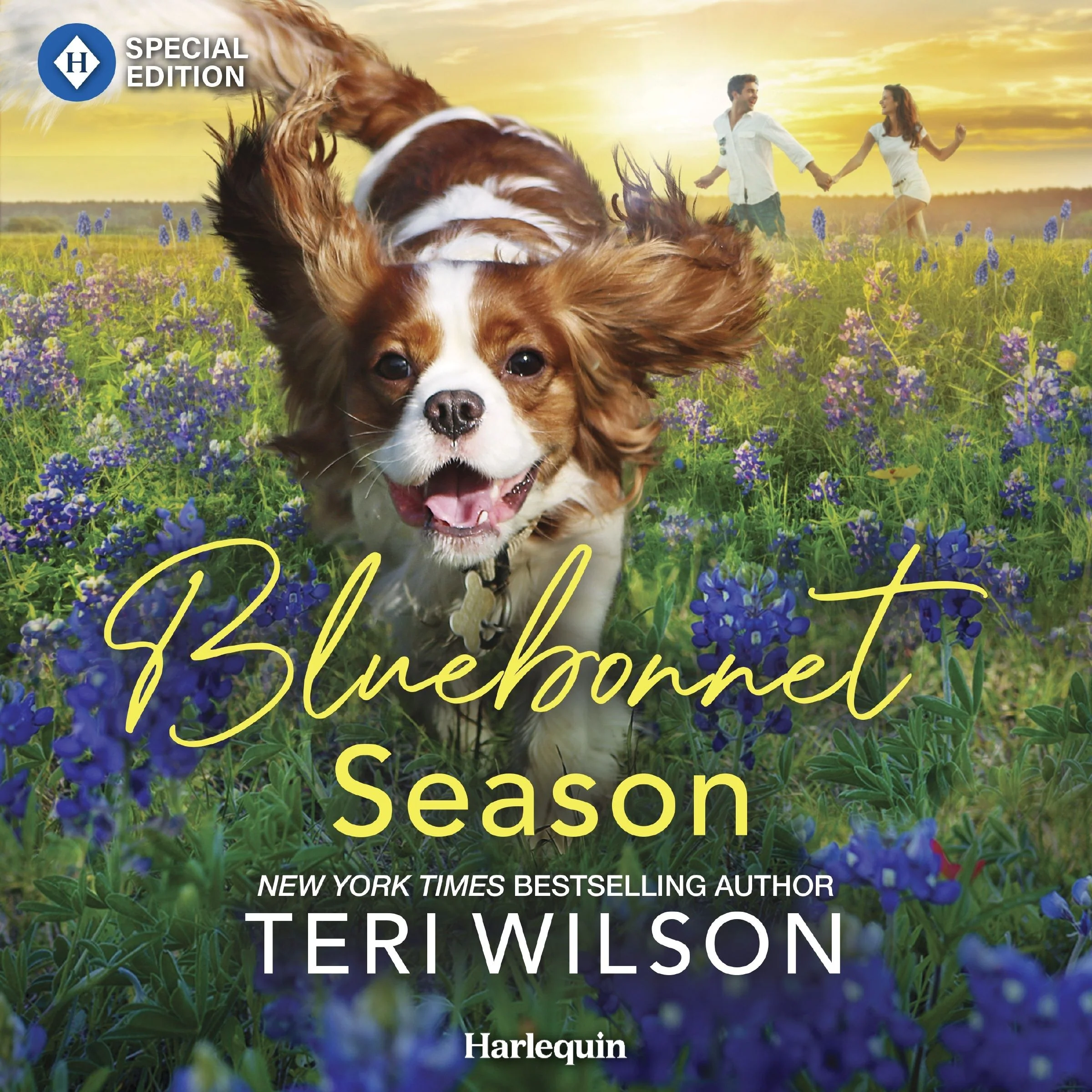 Bluebonnet Season