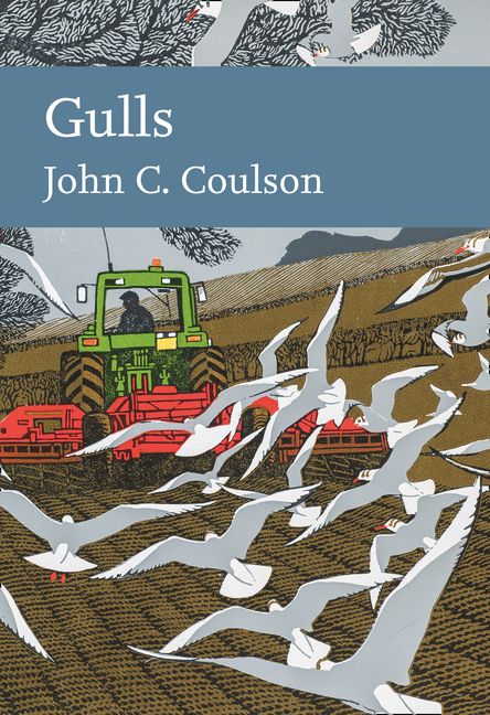 Gulls - Image 3